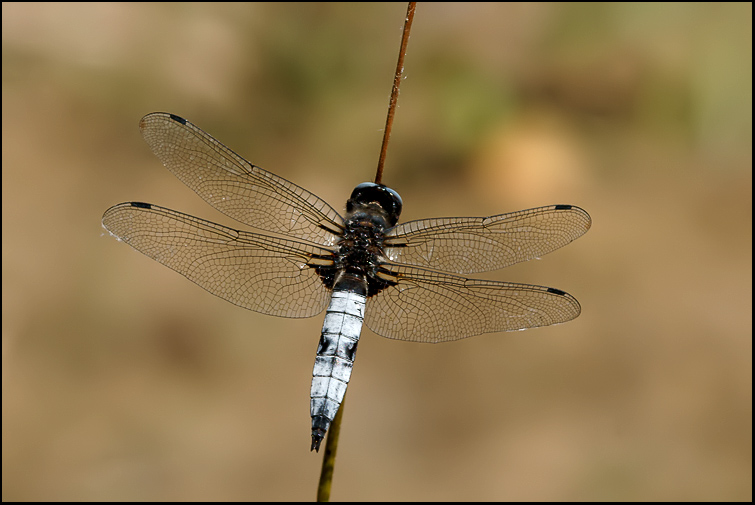 Libellula depressa ... o fulva ??!